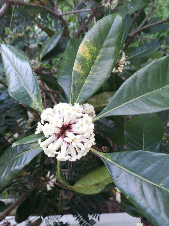 Pittosporum cherrieri flower