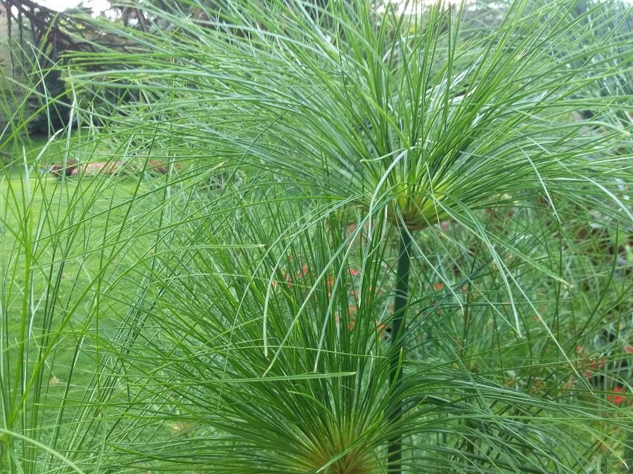 Cyperus giganteus — search result for 'Cyperaceae'