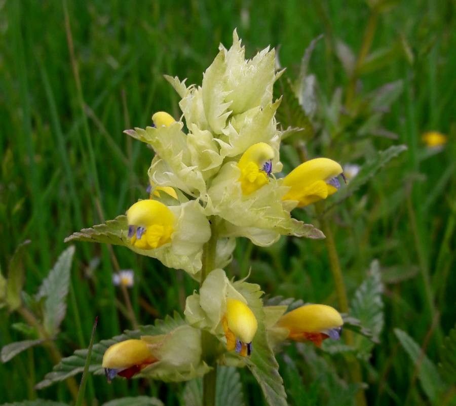 Rhinanthus pumilus flower