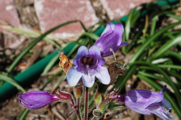 Penstemon rattanii — search result for 'Penstemon'