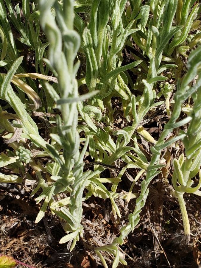 Gnaphalium exilifolium leaf