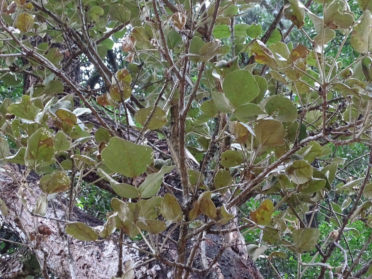 Erythrina abyssinica leaf