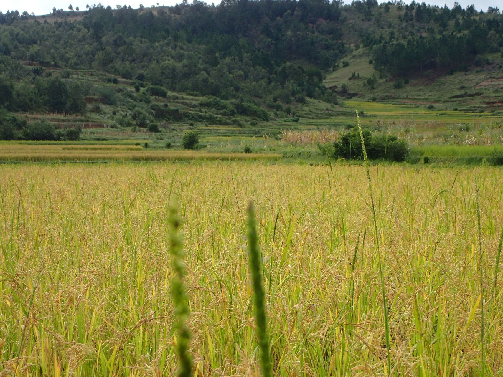 Sacciolepis africana habit