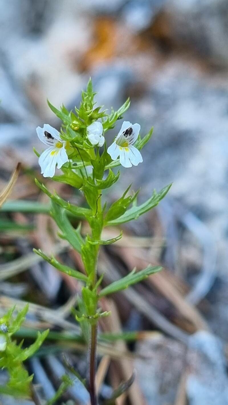 Euphrasia cuspidata flower