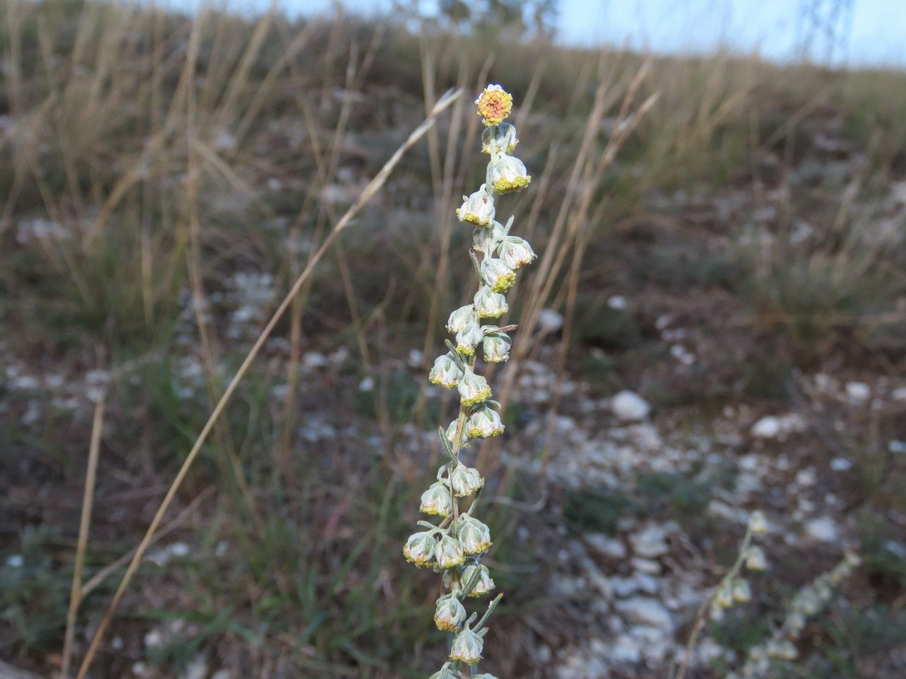 Artemisia alba flower