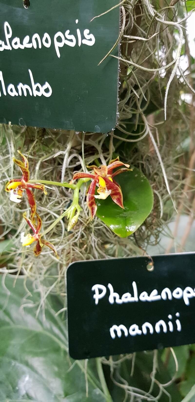 Phalaenopsis mannii habit