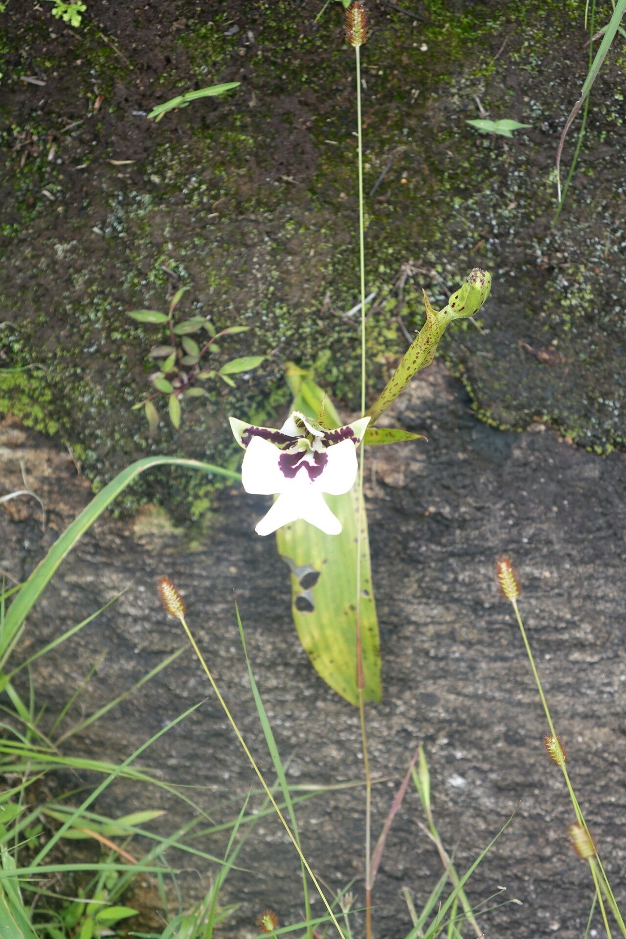 Cynorkis gigas — houseplant care guide