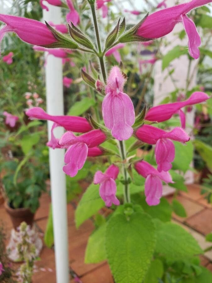 Salvia dorisiana flower