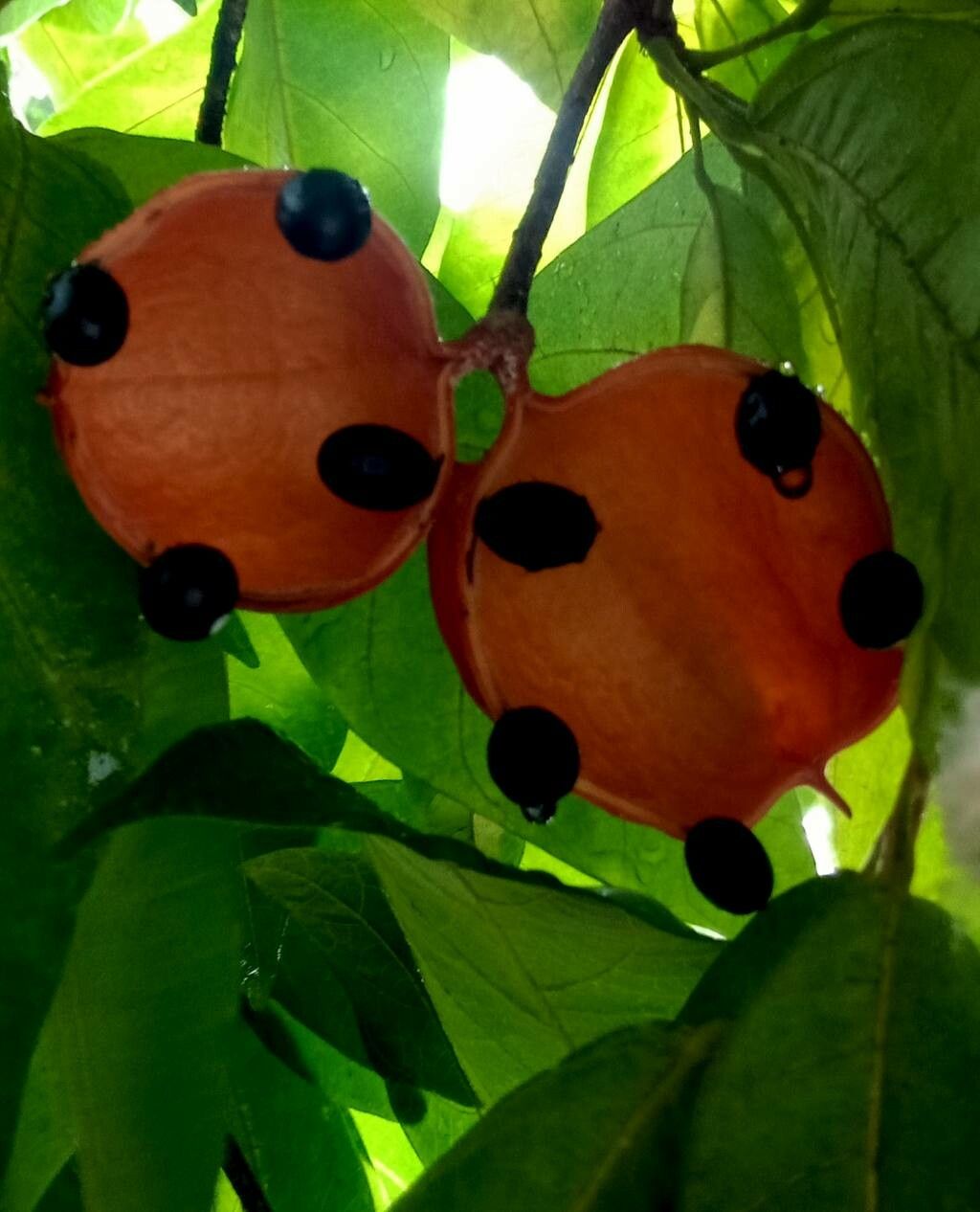 Sterculia monosperma fruit