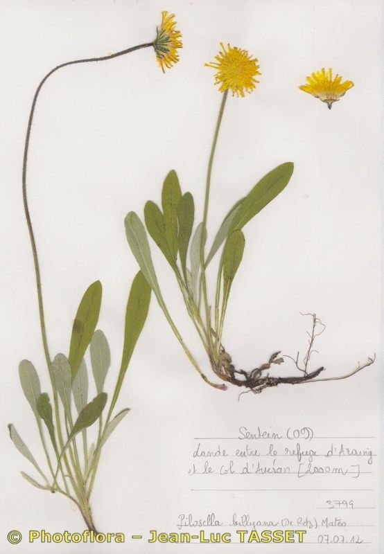 Pilosella billyana habit