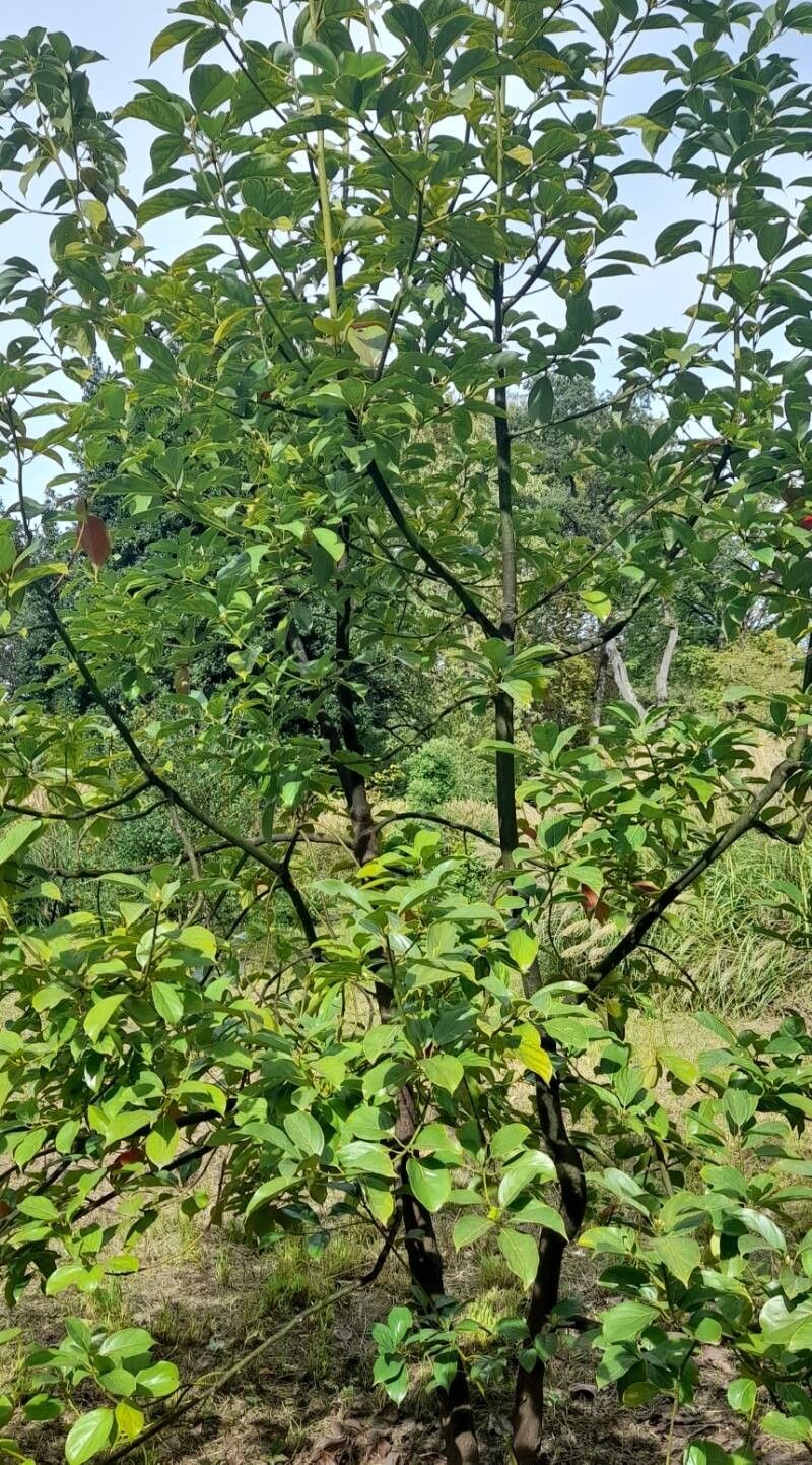 Phoebe cavaleriei habit