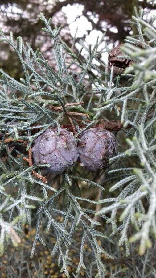 Cupressus arizonica fruit