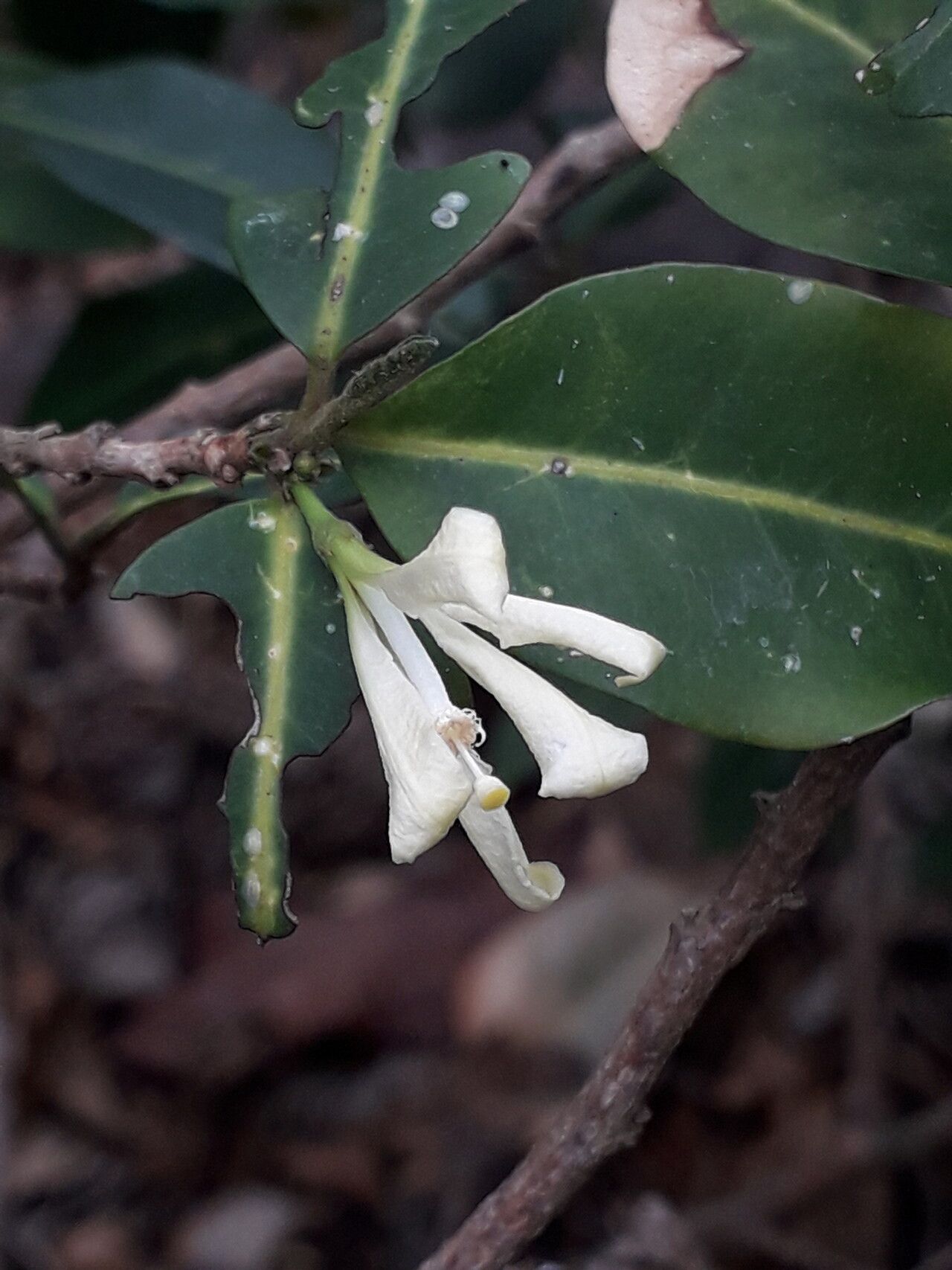 Turraea virens flower