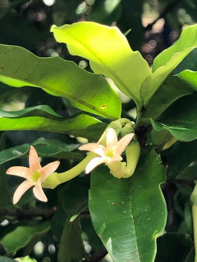 Lacmellea edulis flower