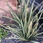 Sansevieria bacularis