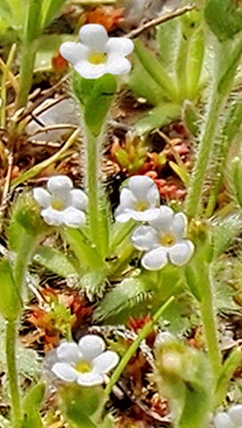 Plagiobothrys tenellus flower