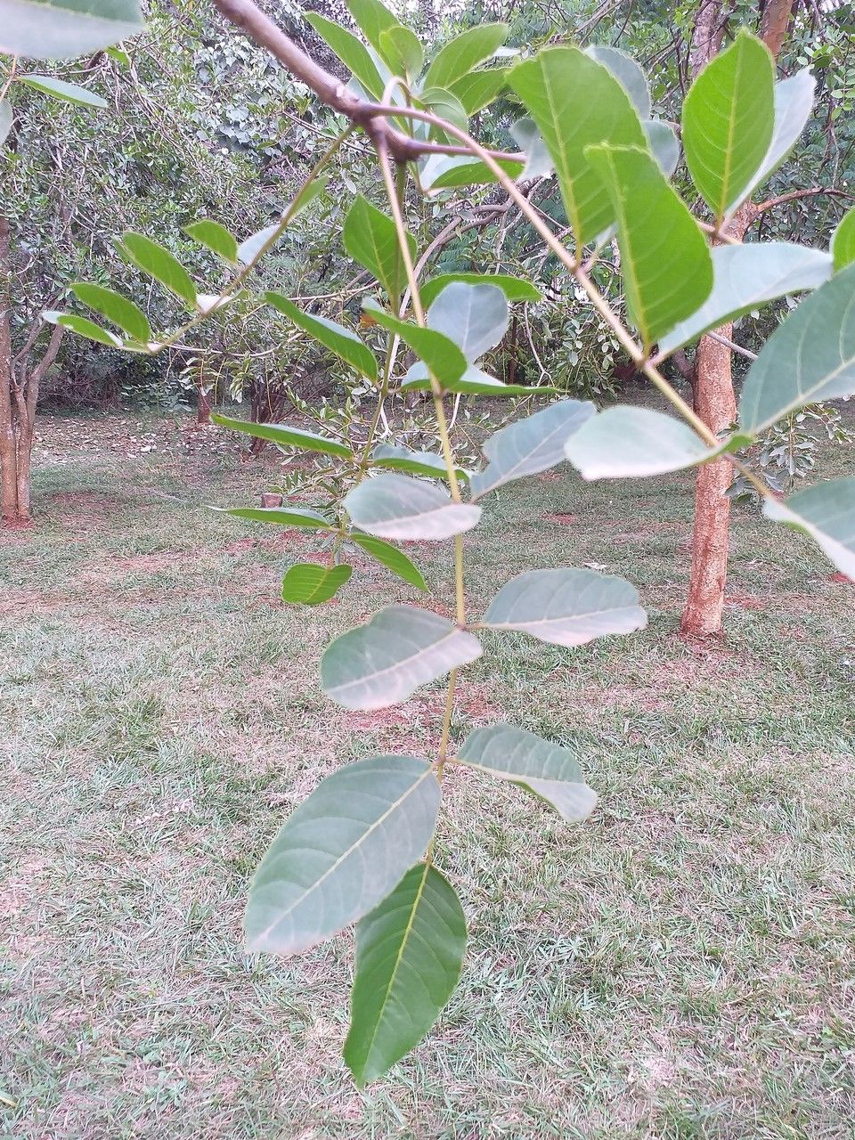 Antiaris toxicaria — search result for 'Moraceae'