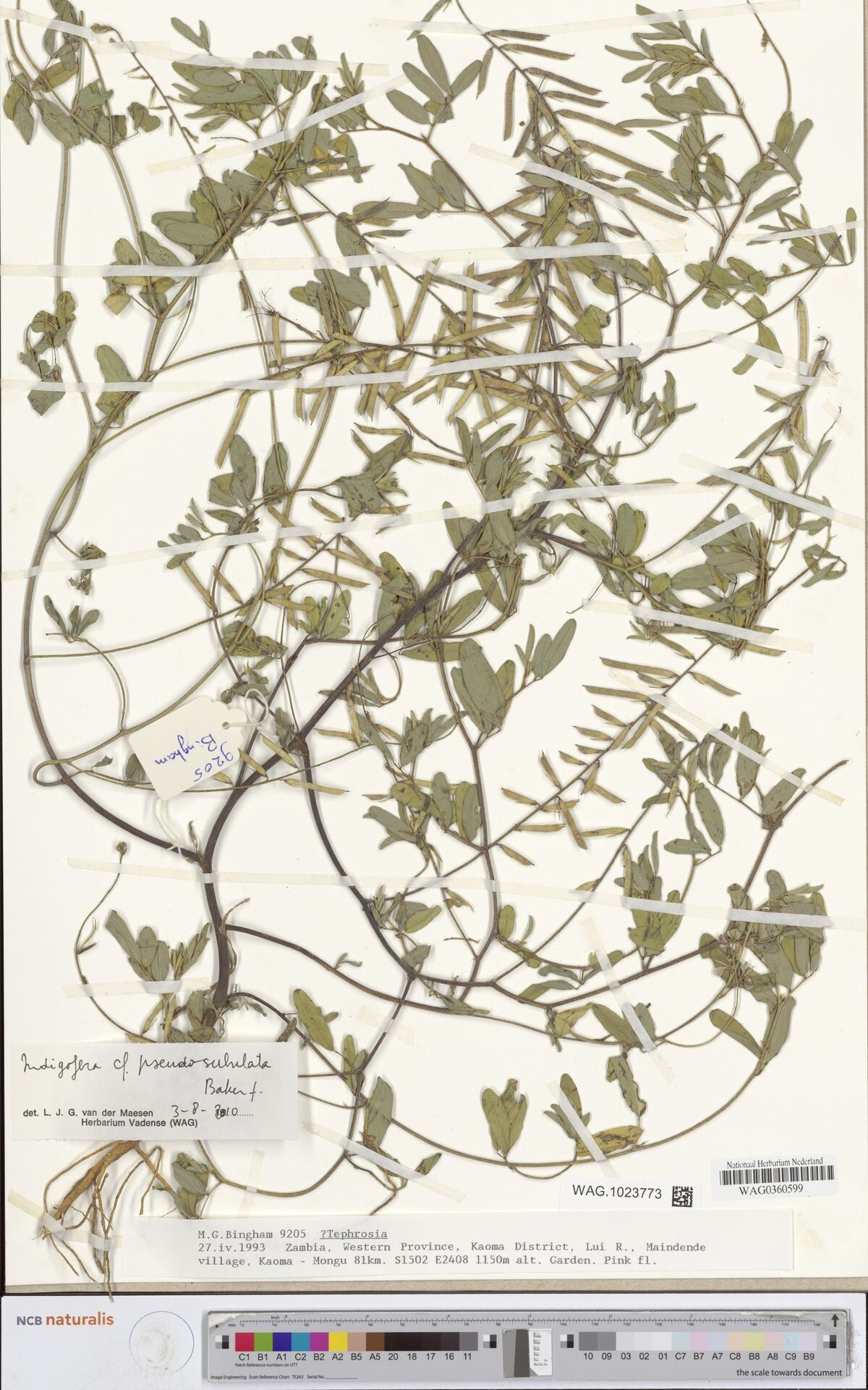 Indigofera pseudosubulata — houseplant care guide