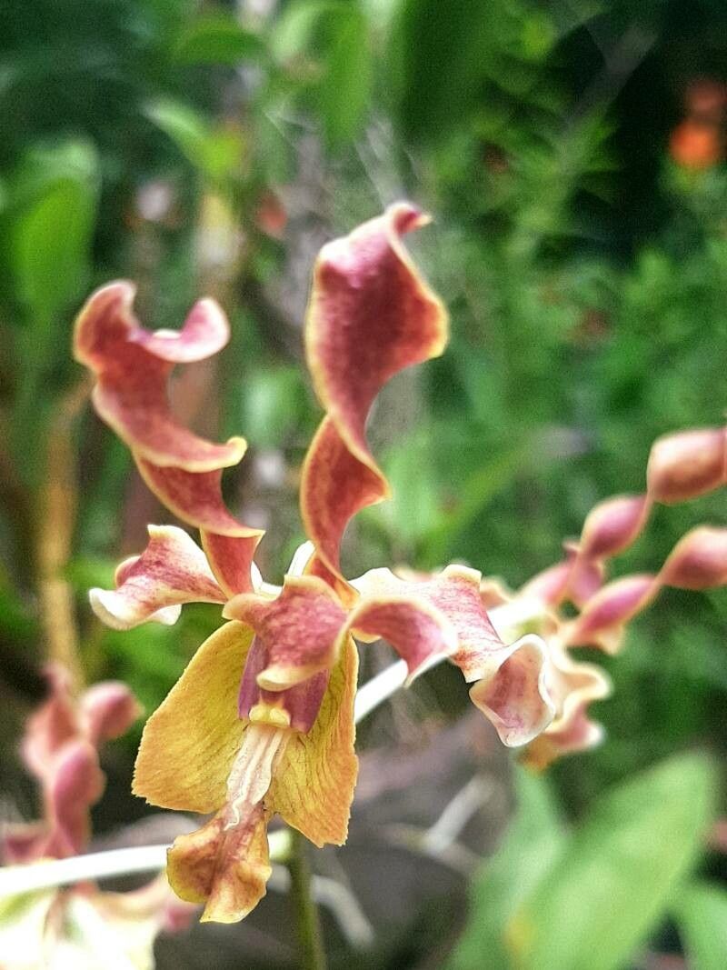 Dendrobium cymatoleguum flower