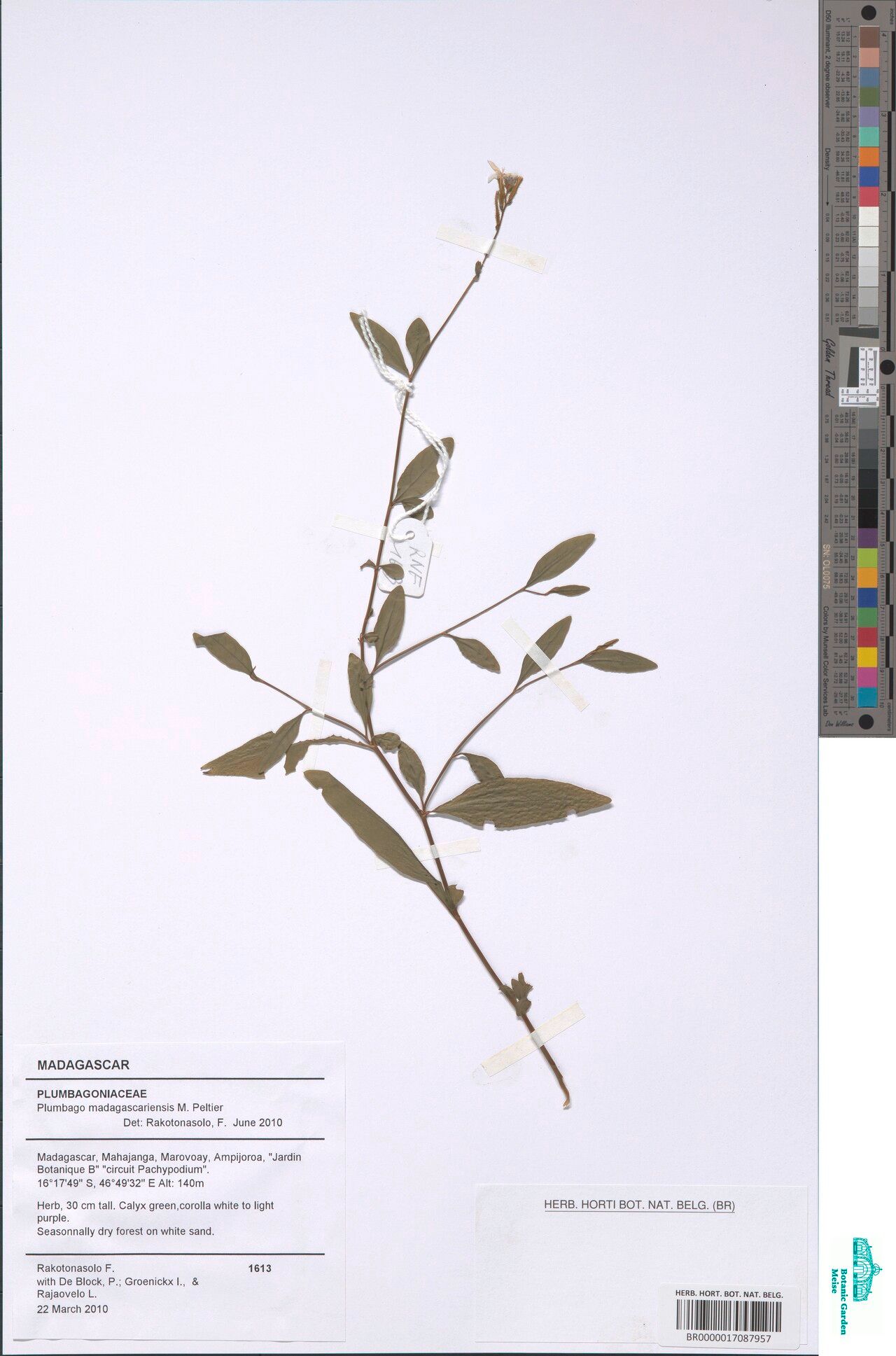 Plumbago madagascariensis — houseplant care guide