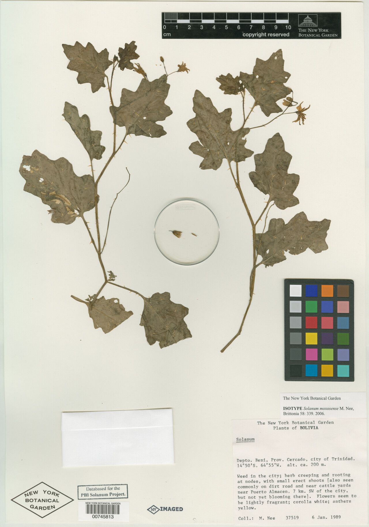 Solanum moxosense — houseplant care guide