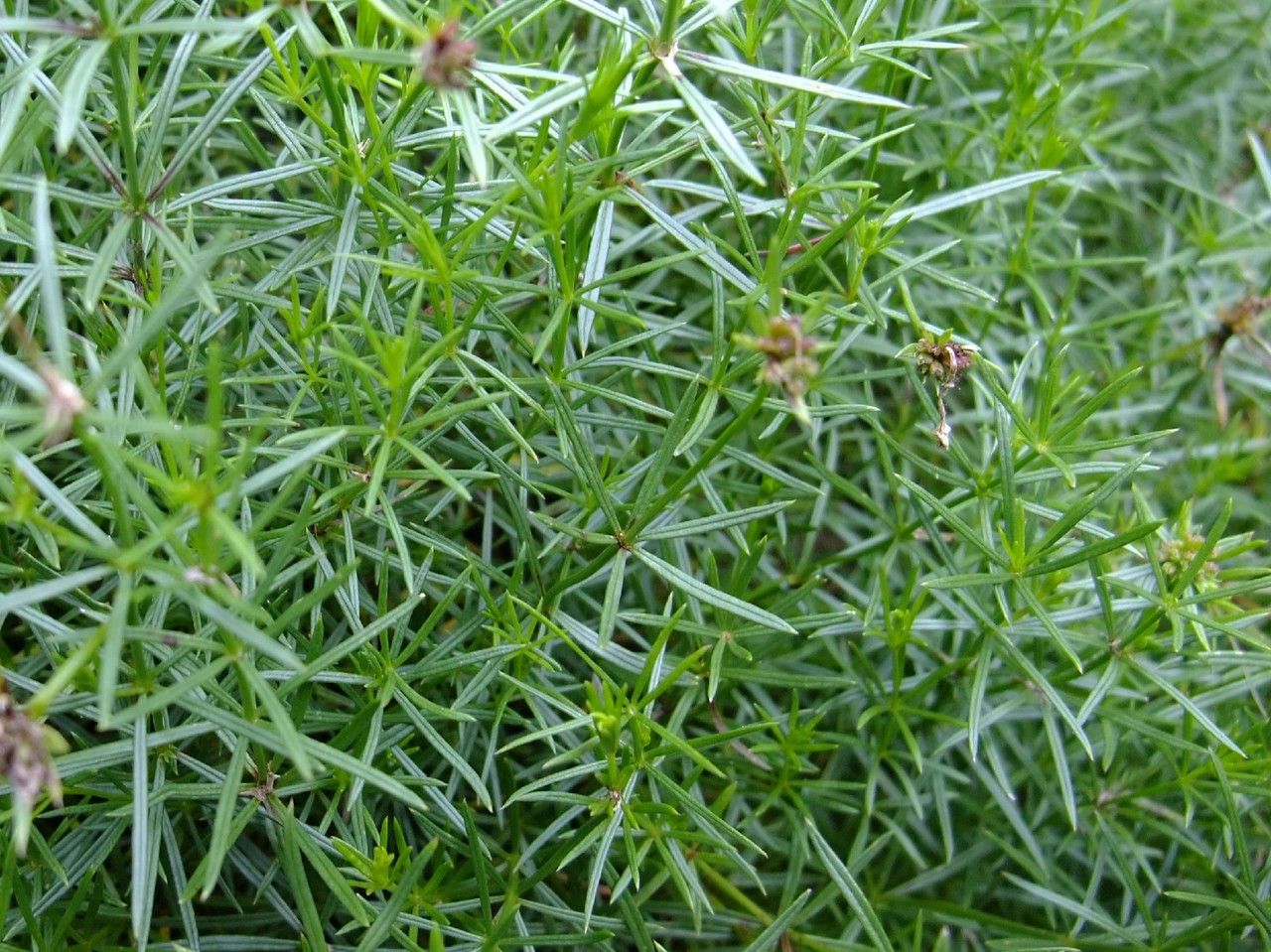 Asperula capitata habit