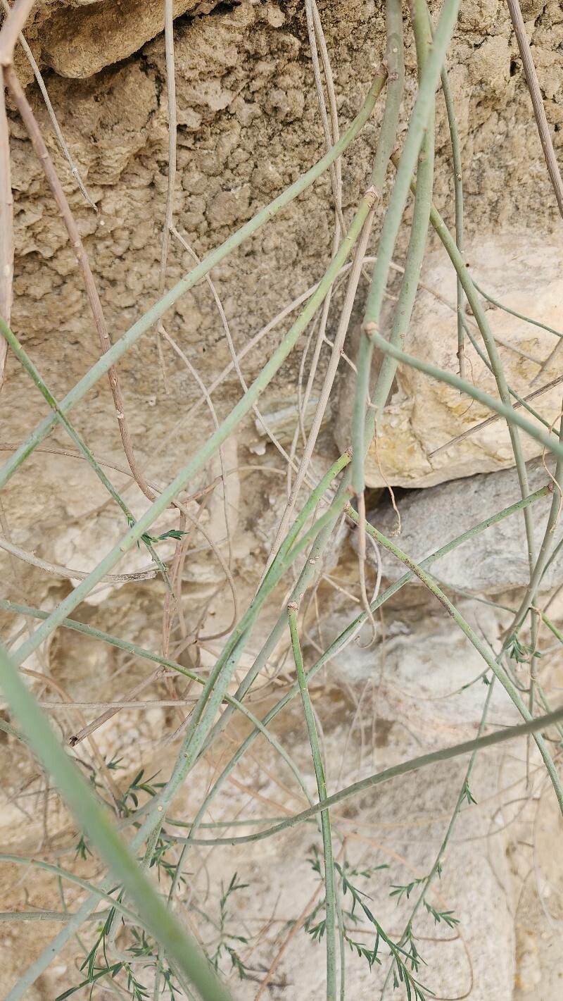 Euphorbia osyridea bark