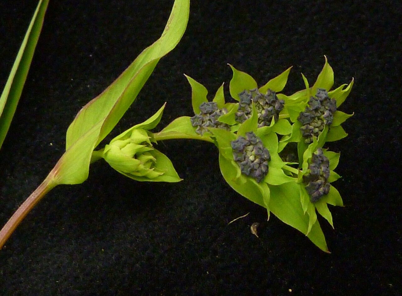 Bupleurum gracillimum fruit