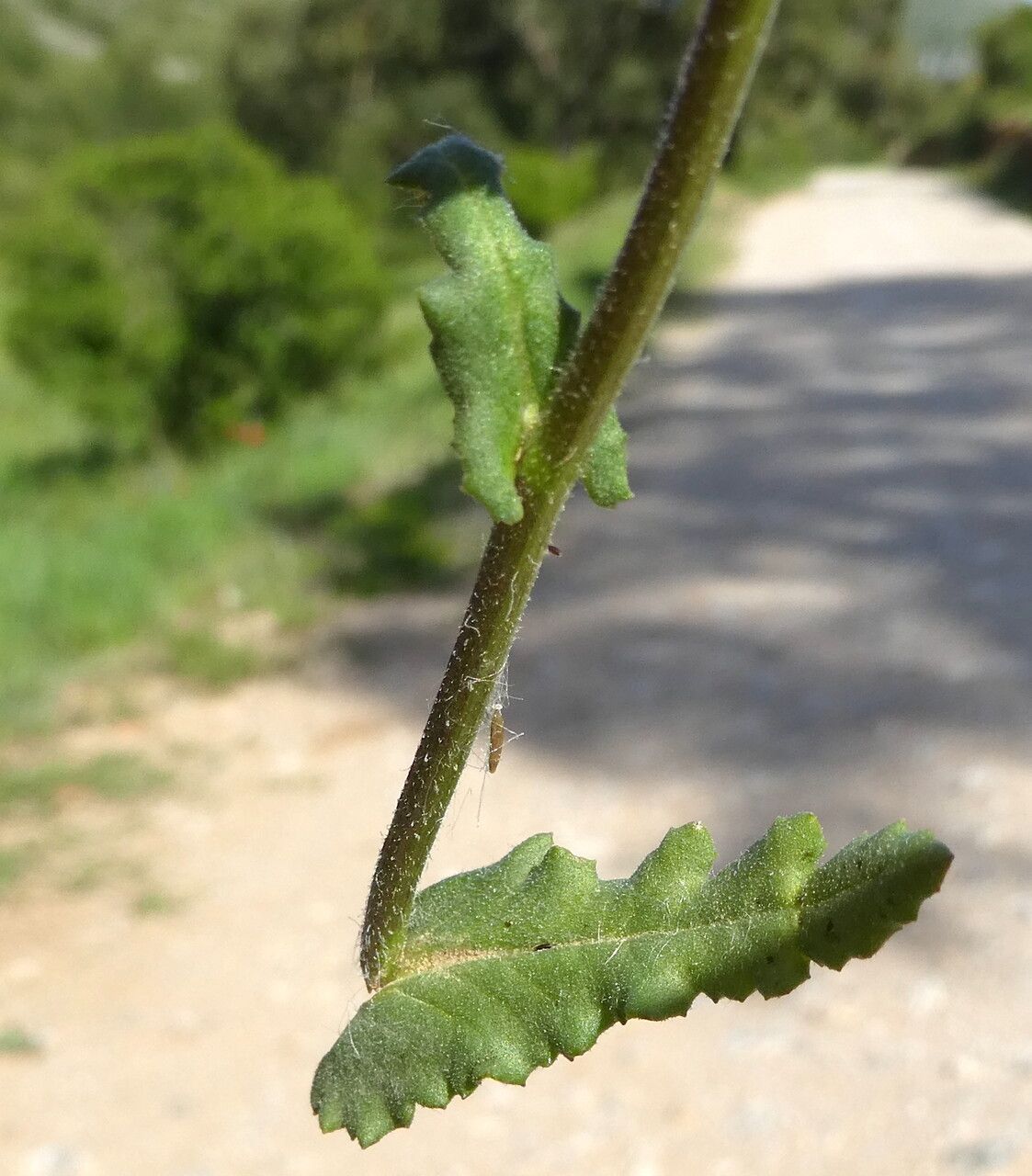 Senecio lividus leaf