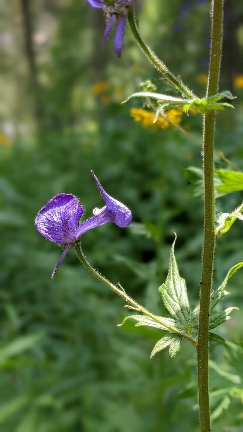 Aconitum columbianum flower
