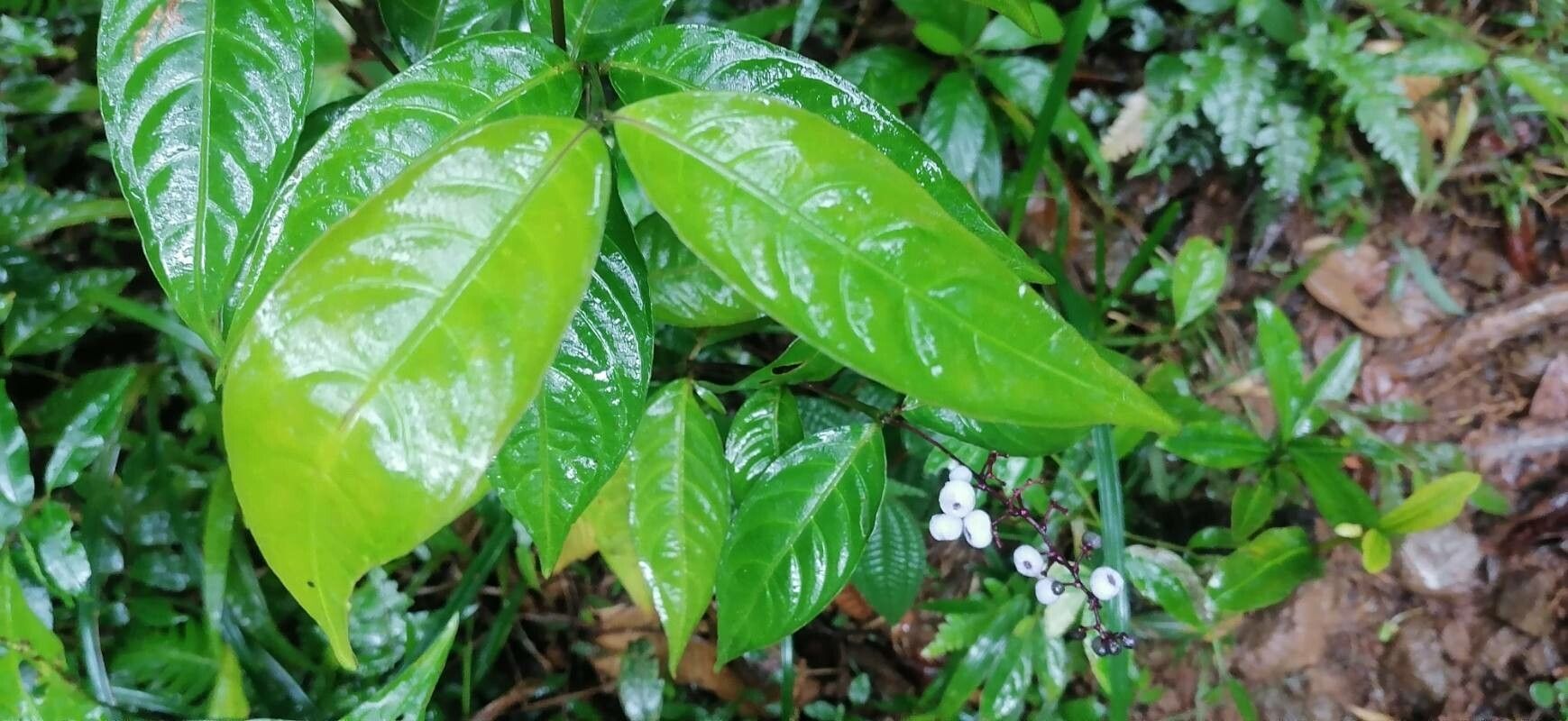 Psychotria deflexa — search result for 'Psychotria'