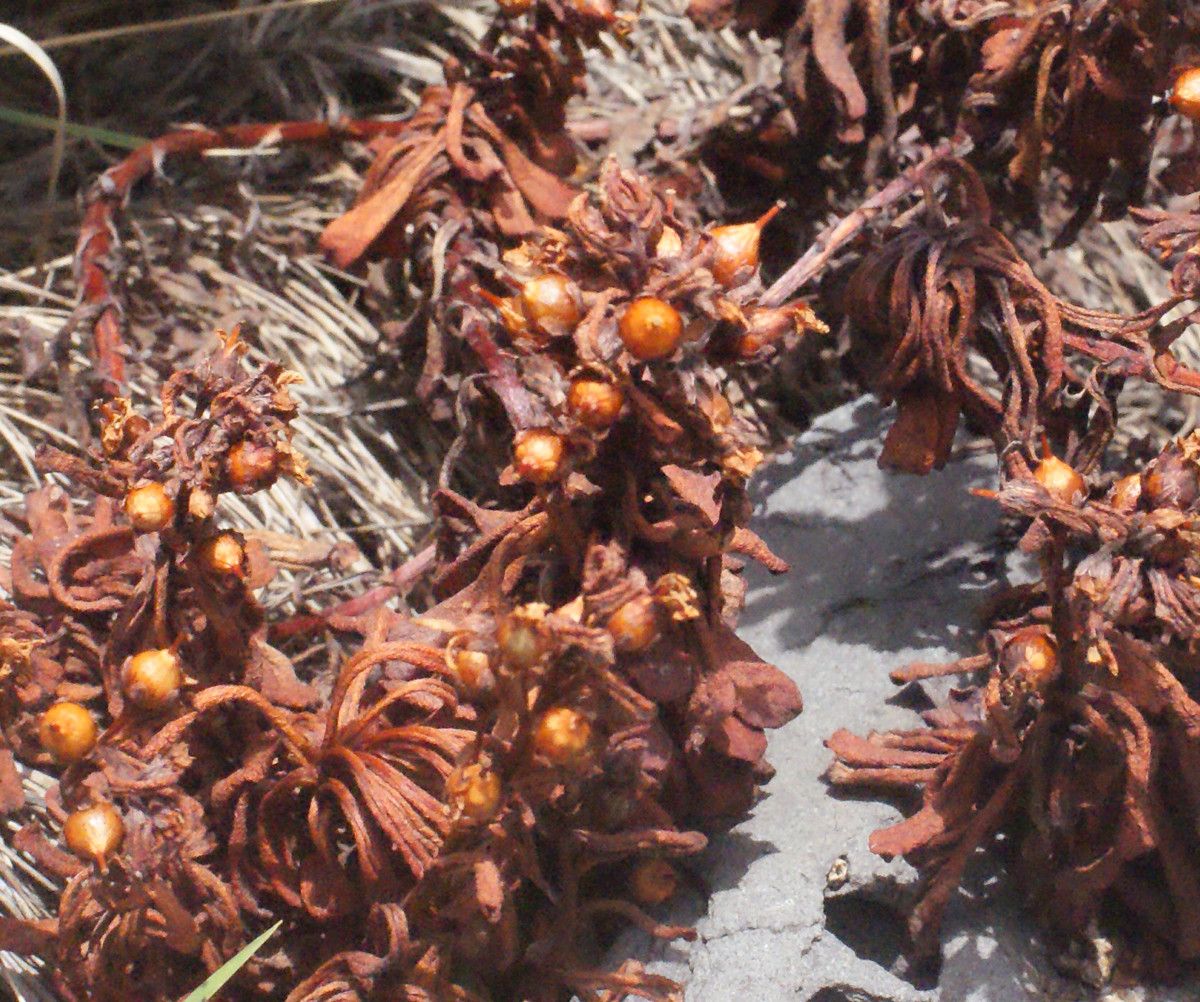 Lysimachia mauritiana fruit