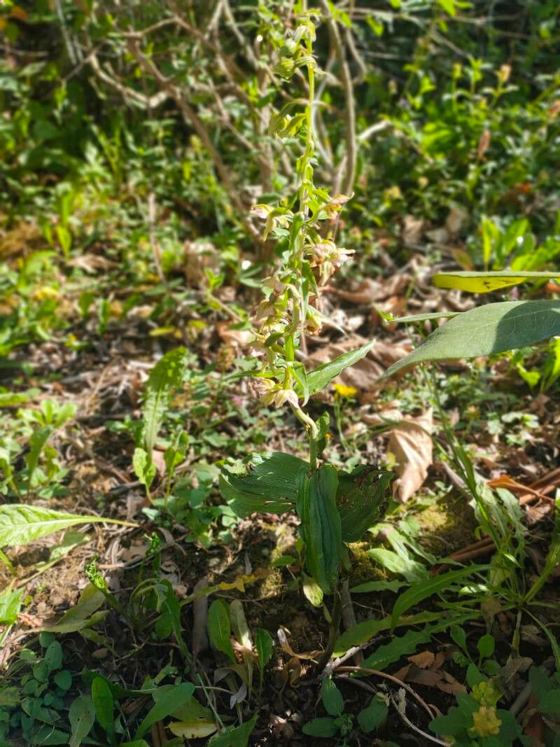 Epipactis rhodanensis leaf