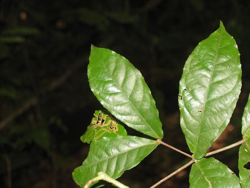 Rinorea neglecta habit
