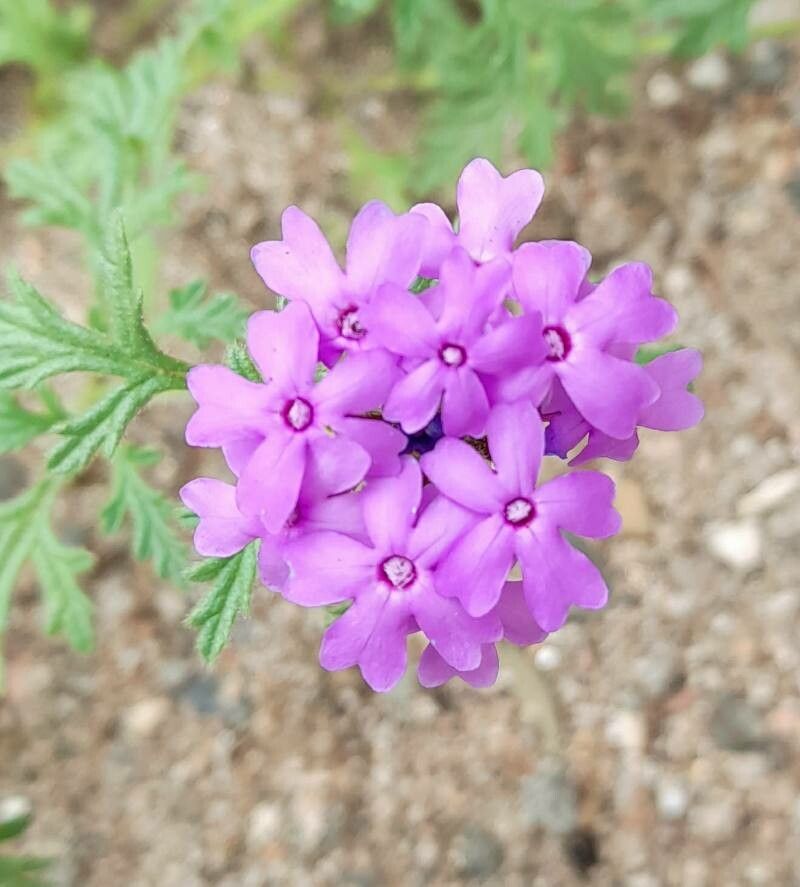 Glandularia venturii flower