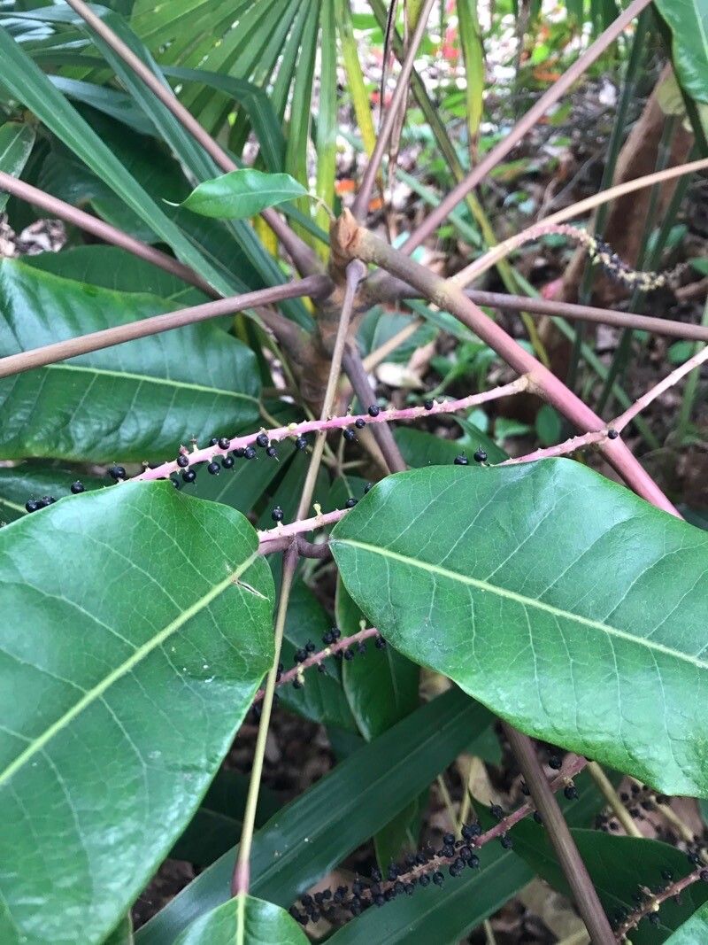 Heptapleurum delavayi fruit