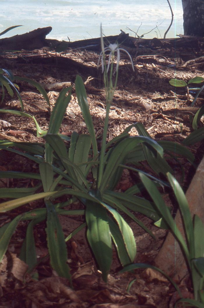 Hymenocallis speciosa habit