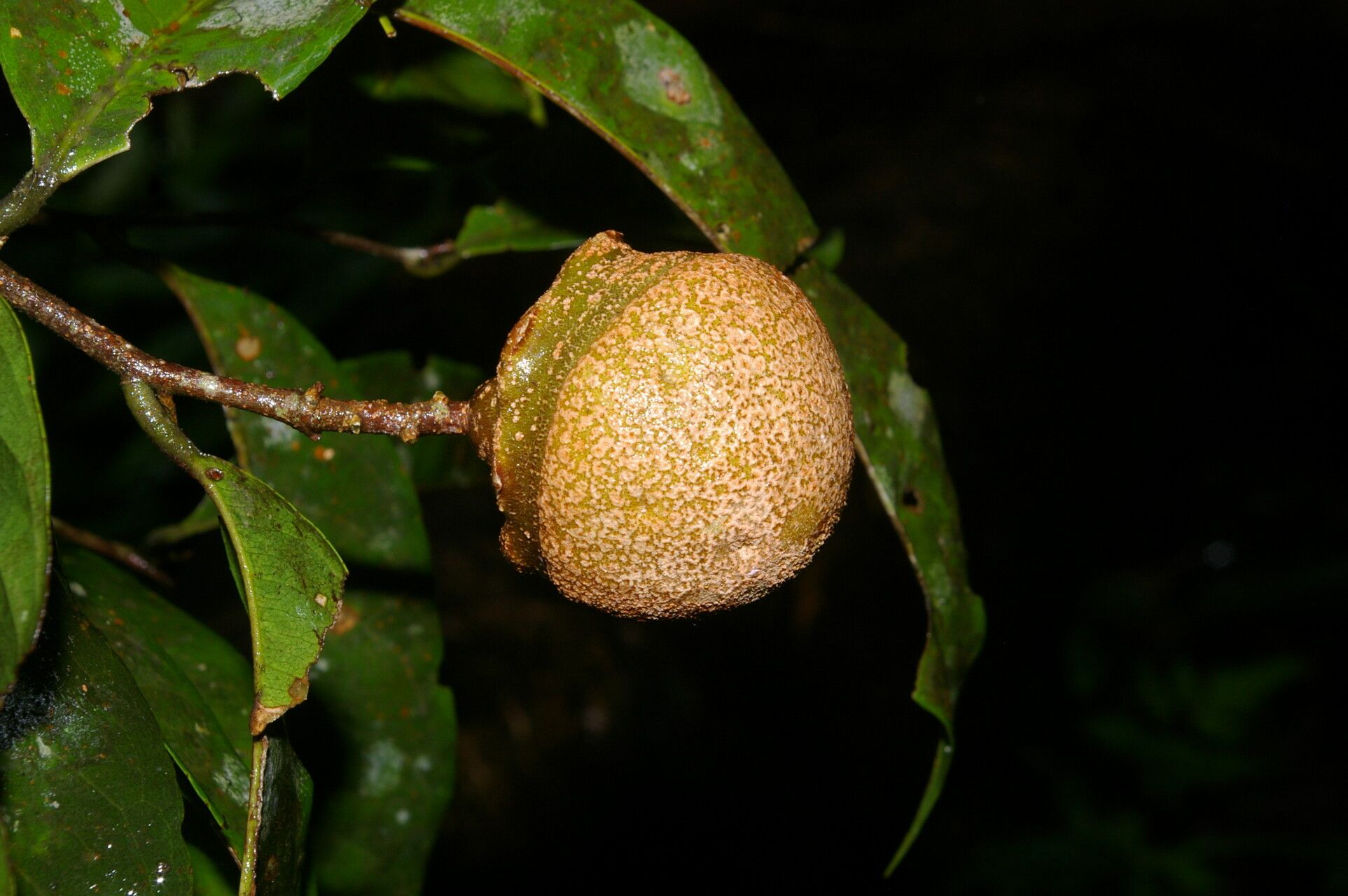 Eschweilera hondurensis fruit