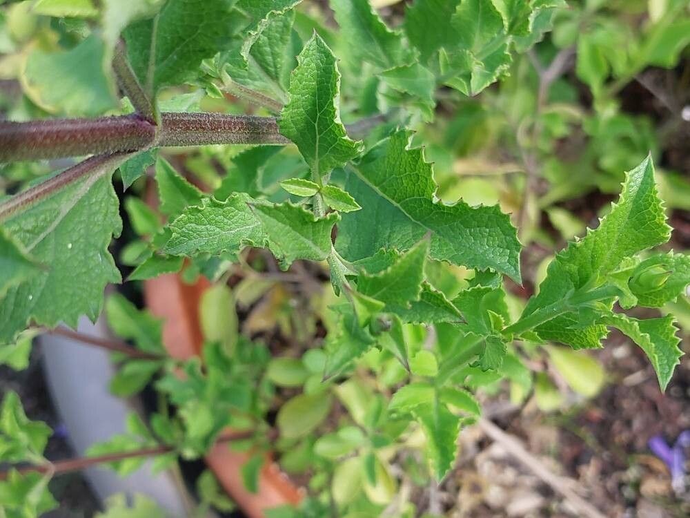 Salvia africana — houseplant care guide
