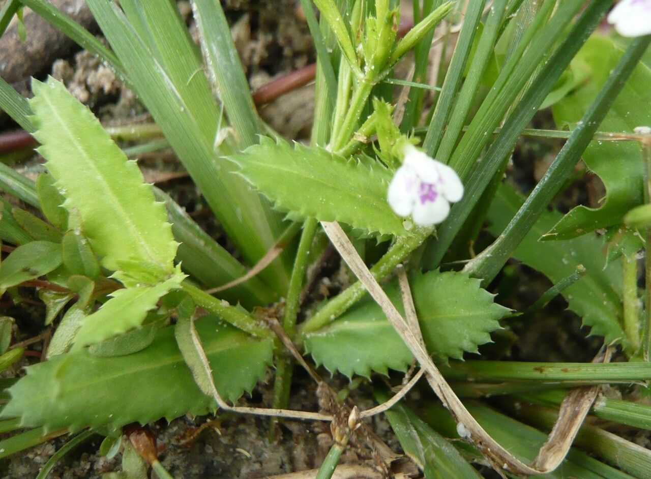 Lindernia ciliata — related species from the same genus