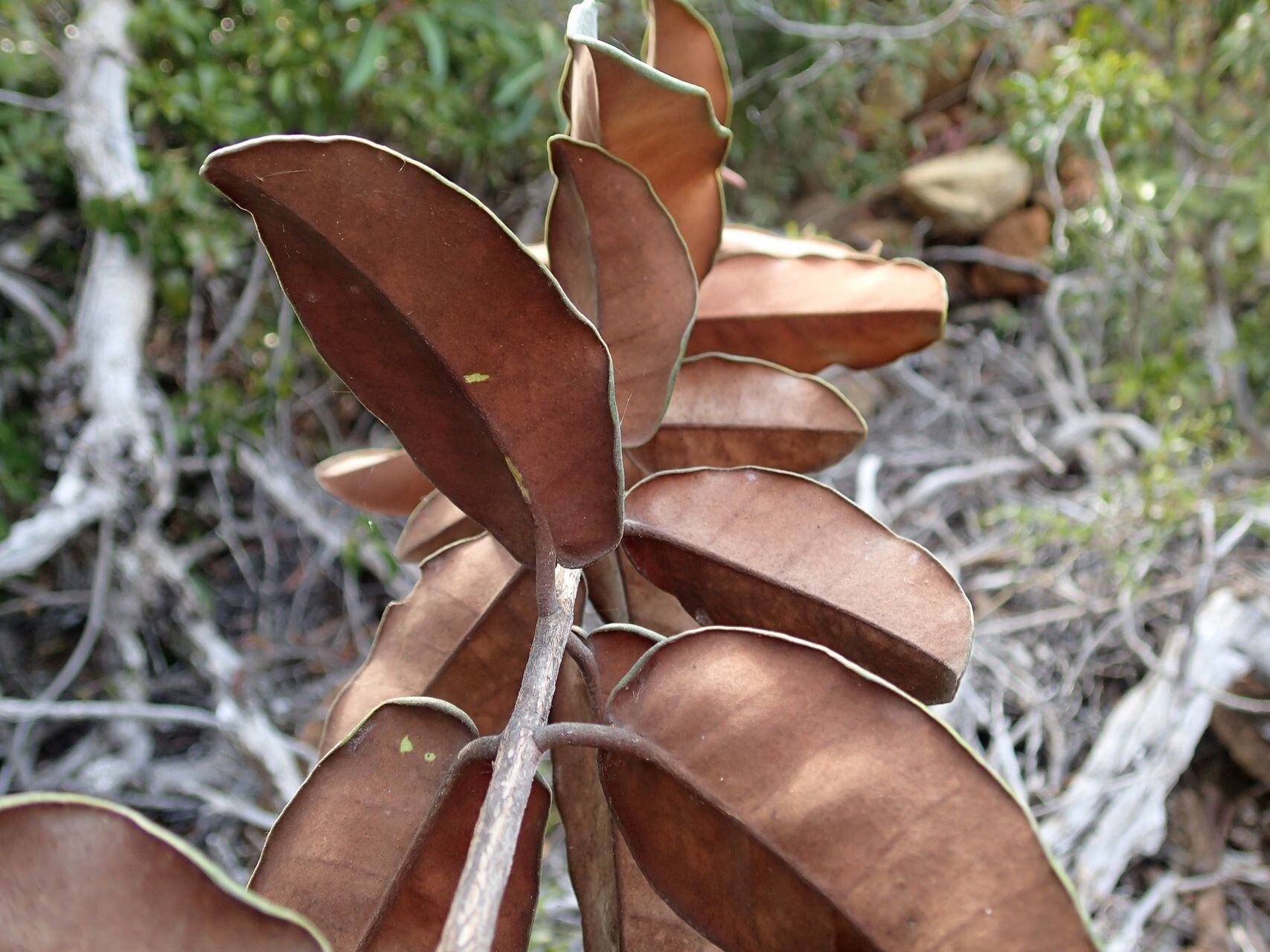 Eugenia kaalensis — houseplant care guide