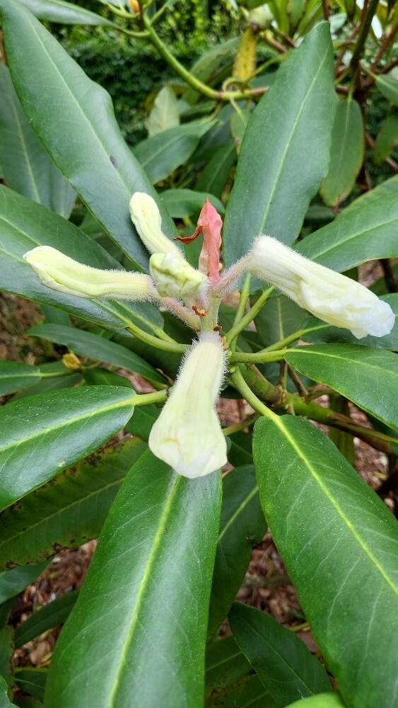 Rhododendron magniflorum flower