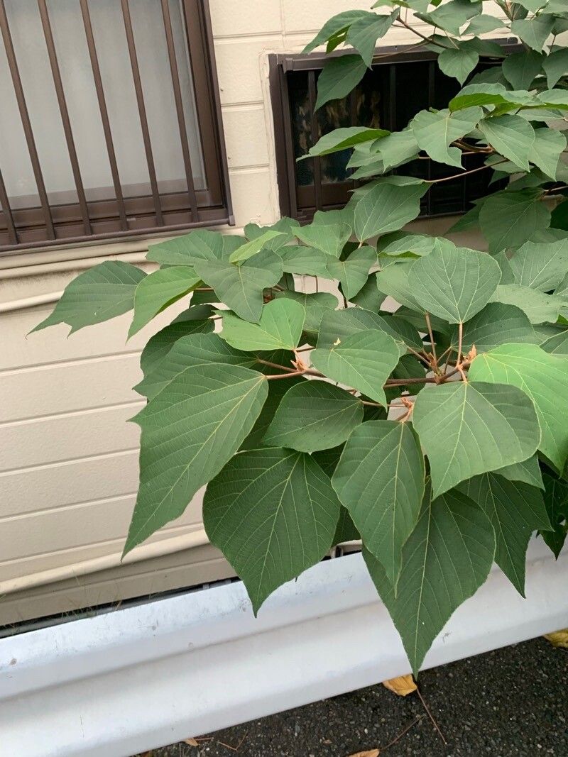 Mallotus japonicus leaf