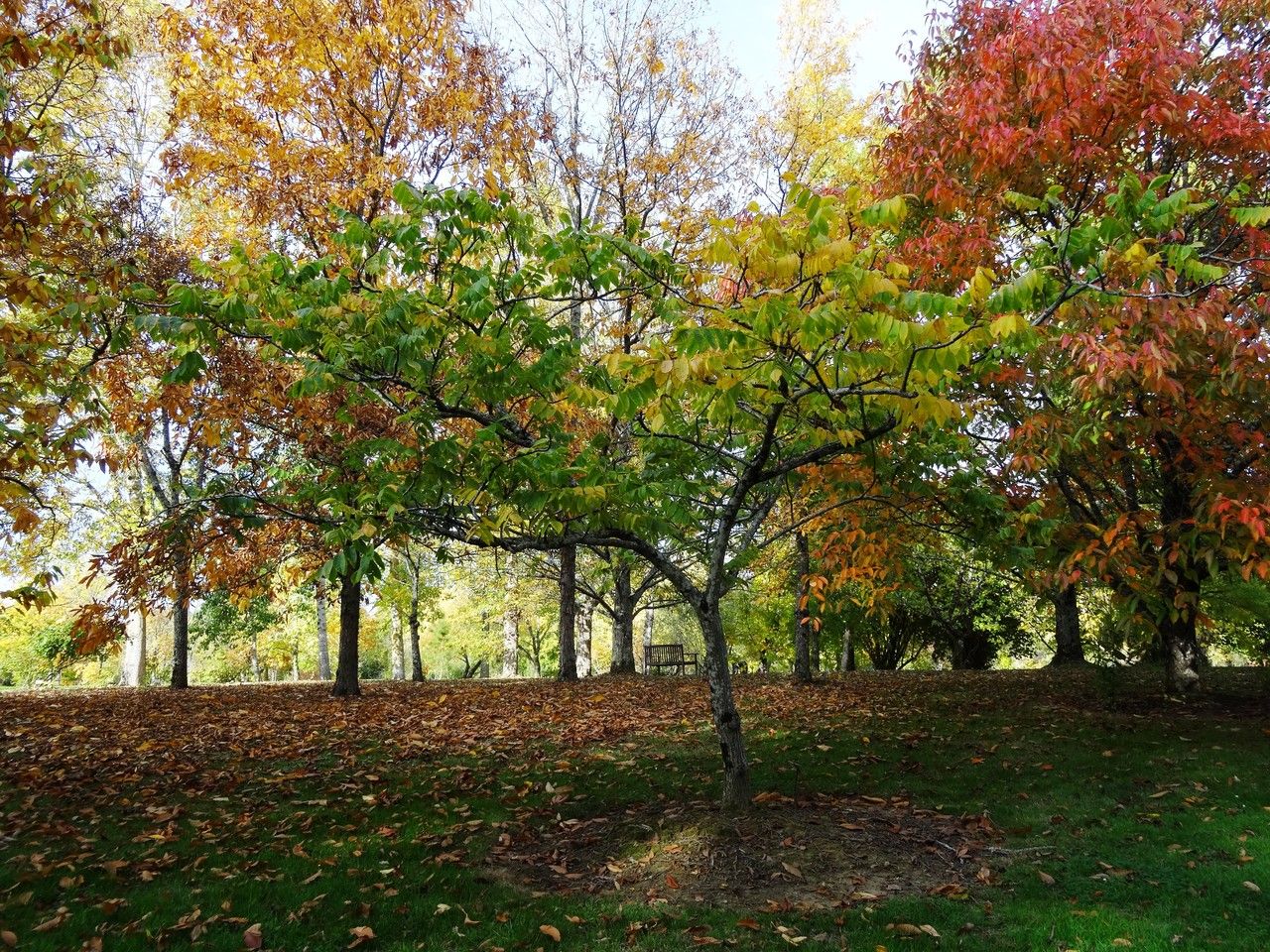 Juglans ailantifolia habit