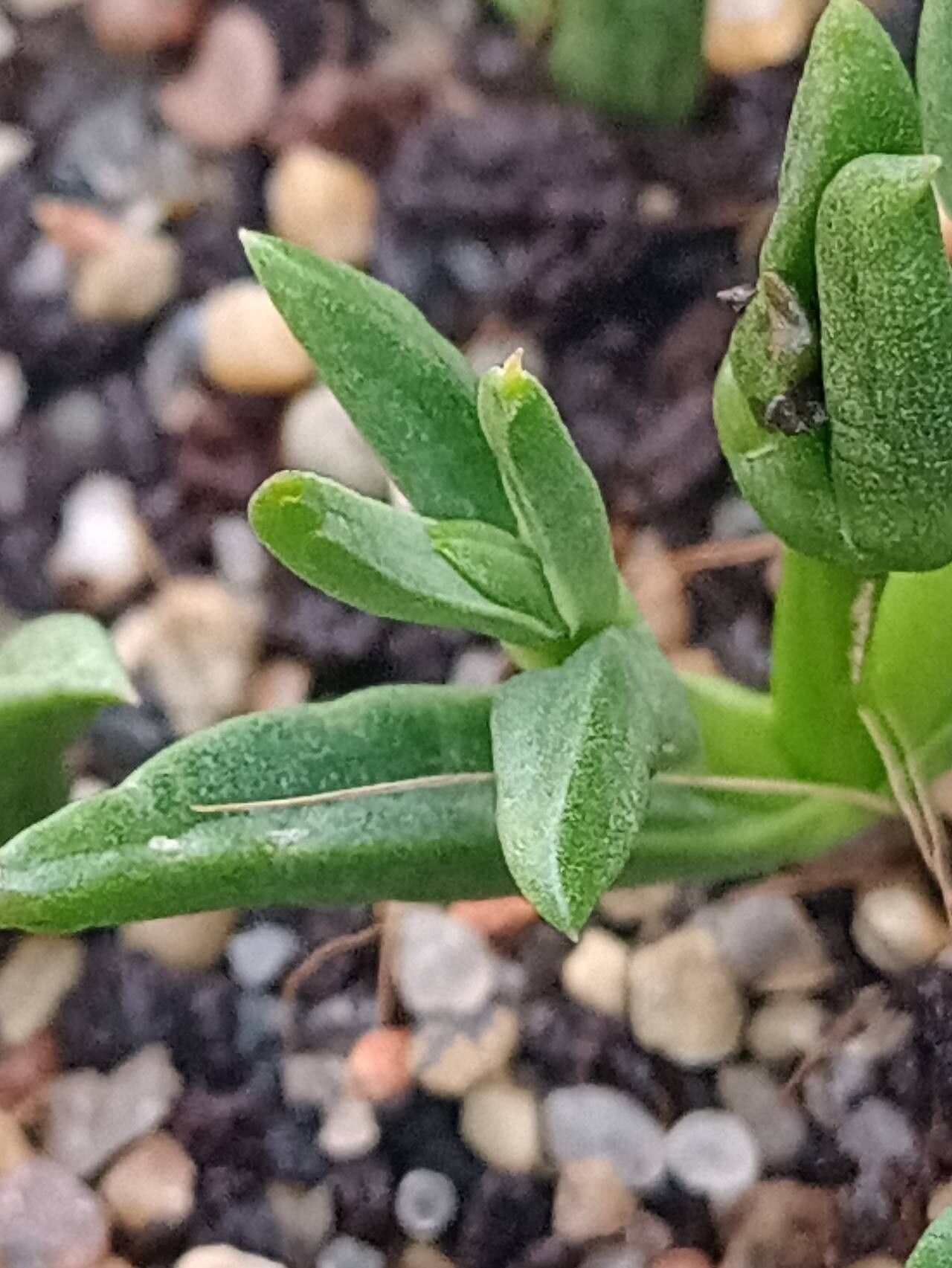 Delosperma mahonii — houseplant care guide