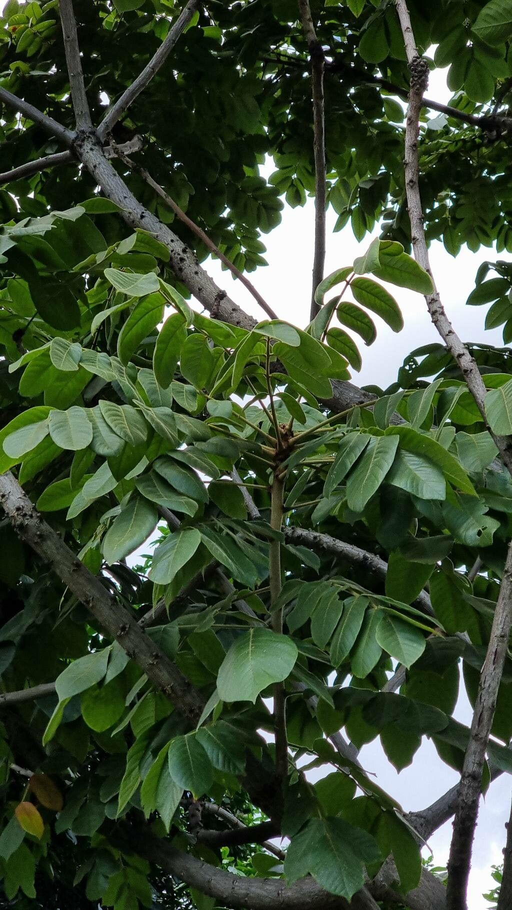 Centrolobium sclerophyllum — related species from the same genus