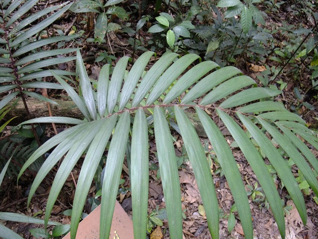 Euterpe broadwayi — search result for 'Trinidad and Tobago'