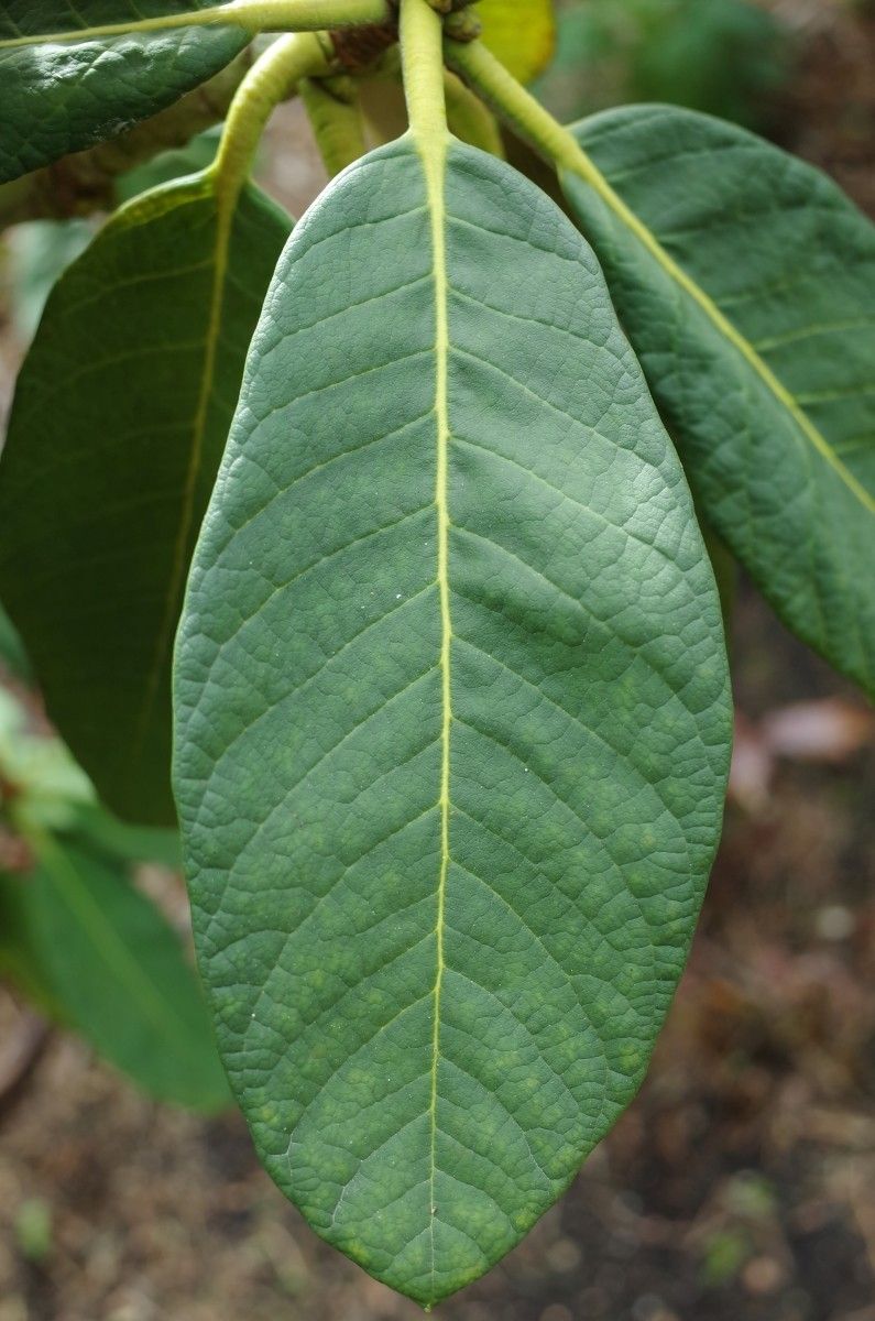 Rhododendron sinofalconeri leaf
