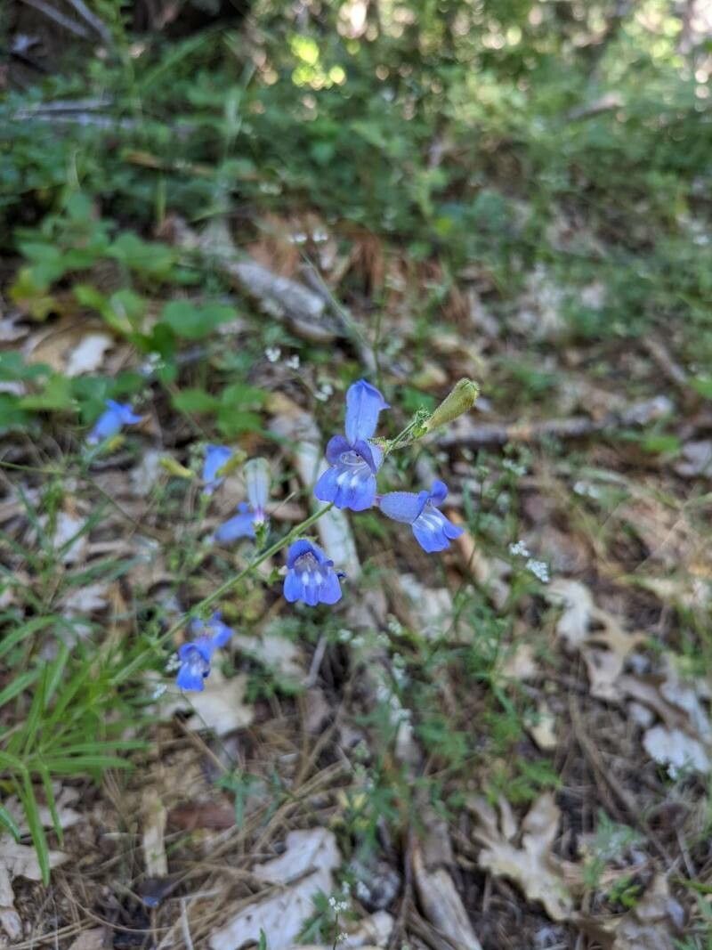 Penstemon laetus — search result for 'Penstemon'