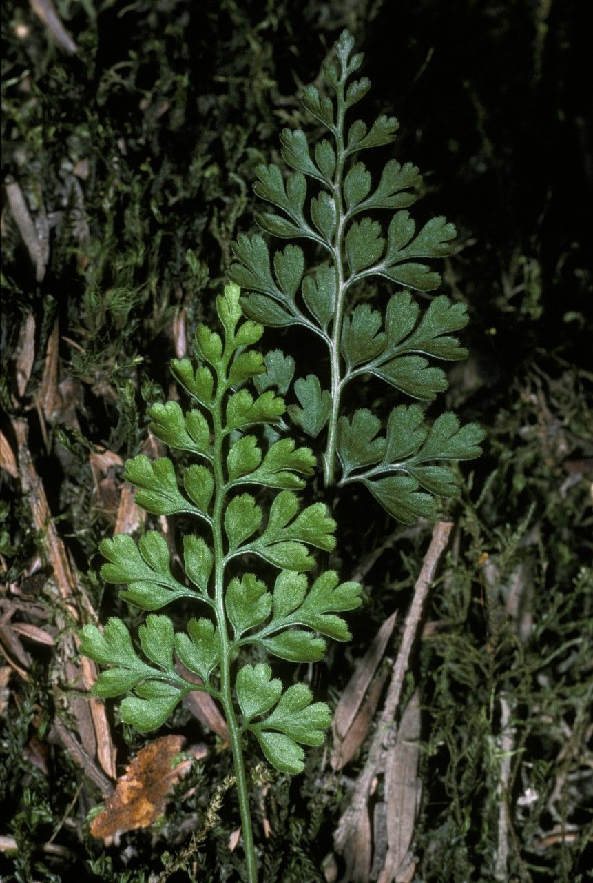 Asplenium dareoides — houseplant care guide